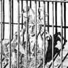 Caged Harlequin.jpg:98Kb