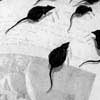 Rats On The Book.jpg:55Kb